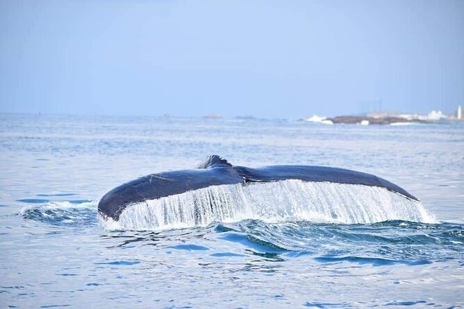 Whale & Dolphin Watching Tour in Trincomalee | Scenic Boat Ride - What you may see beyond the Nilaveli coast