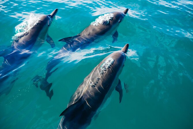 Whale & Dolphin Watching Trincomalee - Leaving Trincomalee before breakfast