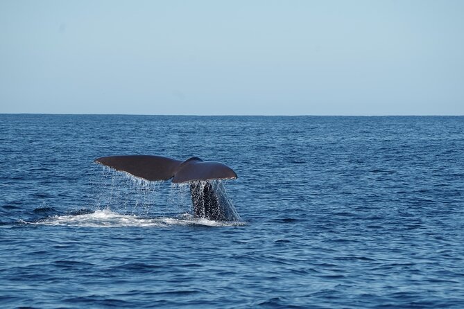 Whale & Dolphin Watching Trincomalee - A picnic breakfast at sea