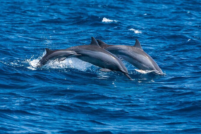 Whale & Dolphin Watching Trincomalee - Practical ways to make the morning easier