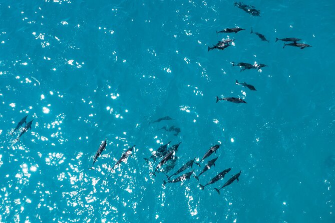 Whale & Dolphin Watching Trincomalee - Three and a half hours in search of whales