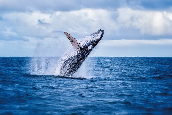 Whale & Dolphin Watching, Turtle Snorkeling - Quick takeaways for planning