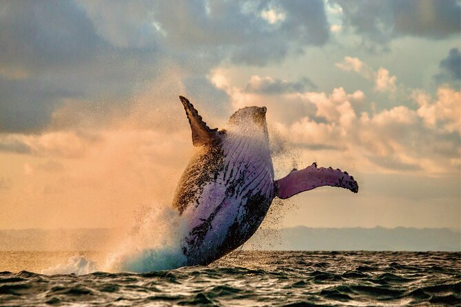 Whale & Dolphin Watching, Turtle Snorkeling - Reaching Waiʻanae Harbor from Waikiki