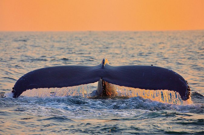 Whale & Dolphin Watching, Turtle Snorkeling - How the $166.49 price adds up