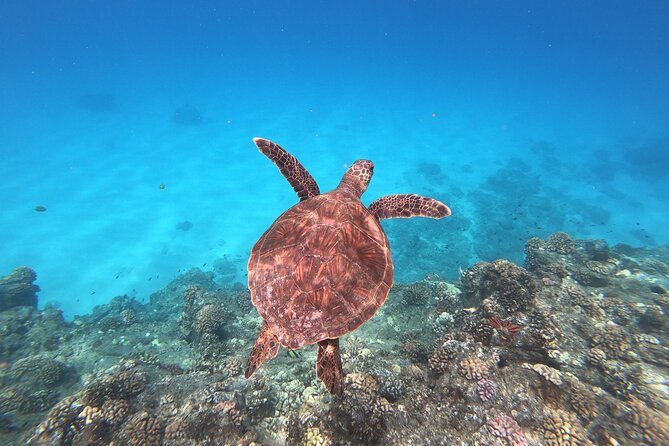 Whale & Dolphin Watching, Turtle Snorkeling - Boarding the catamaran