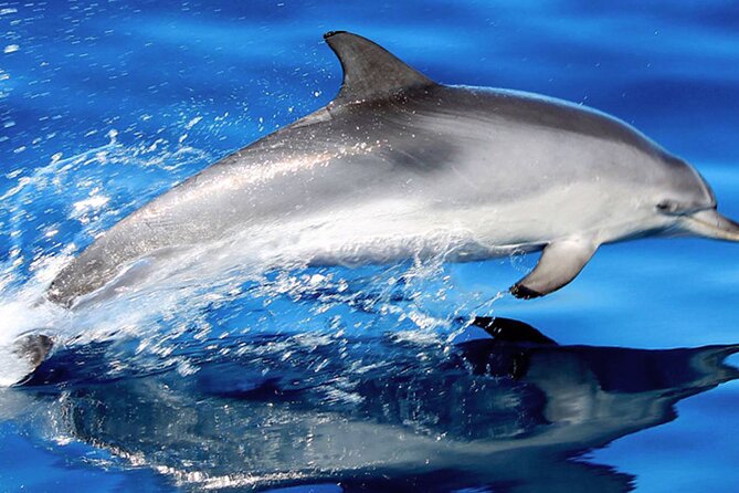 Whale & Dolphin Watching With Mustcat Virgin Coast Trip On a Large Catamaran - At a Glance: What Makes This Boat Trip Different