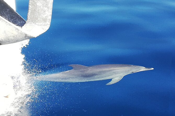 Whale & Dolphin Watching With Mustcat Virgin Coast Trip On a Large Catamaran - Searching for Whales and Dolphins