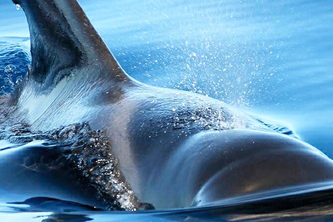 Whale & Dolphin Watching With Mustcat Virgin Coast Trip On a Large Catamaran - The Crew and Onboard Atmosphere