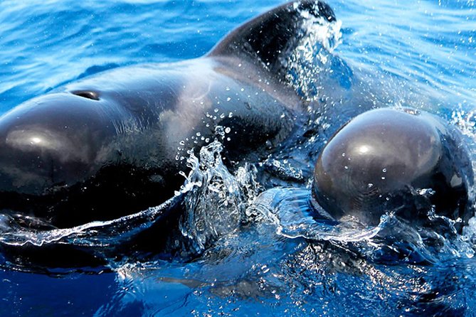 Whale & Dolphin Watching With Mustcat Virgin Coast Trip On a Large Catamaran - Is $58.17 a Fair Price?