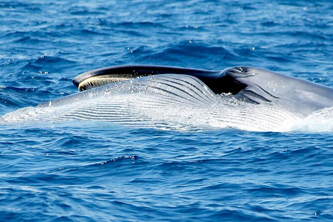 Whale & Dolphin Watching With Mustcat Virgin Coast Trip On a Large Catamaran - Who Should Book This Experience?