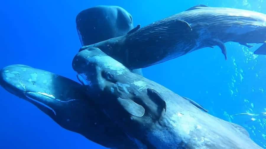 Whale & Dolphins Swimming - Private Speedboat Exclusive Tour - Key points before you book