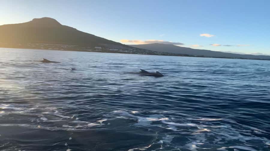Whale & Dolphins Swimming - Private Speedboat Exclusive Tour - A private morning at sea, with nature calling the shots