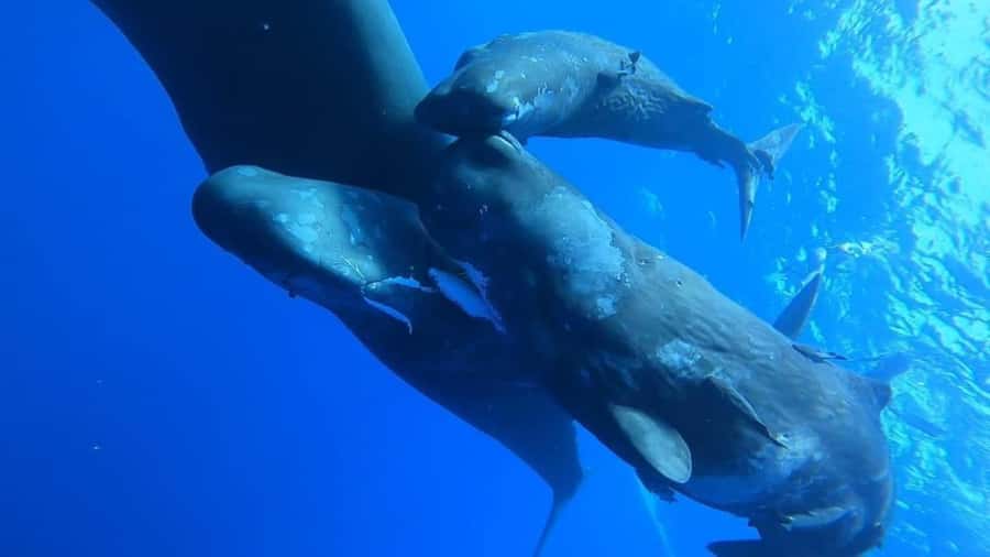 Whale & Dolphins Swimming - Private Speedboat Exclusive Tour - The speedboat ride and lagoon cruise