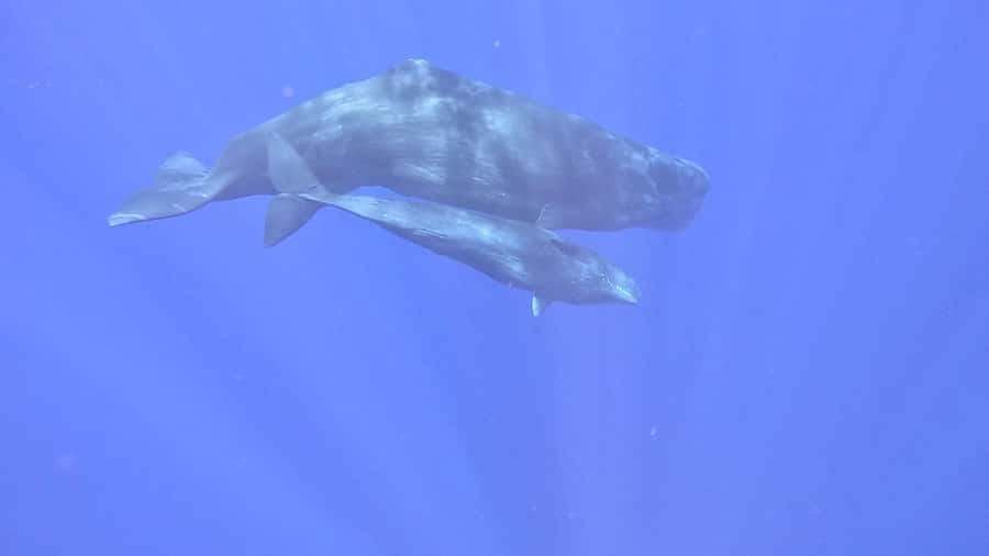Whale & Dolphins Swimming - Private Speedboat Exclusive Tour - Dolphin swimming: exciting, active, and not a slow photo stop