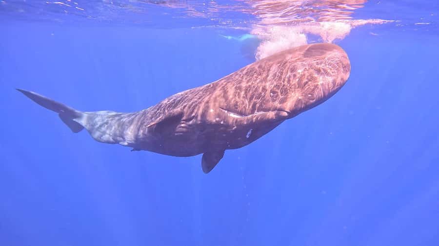 Whale & Dolphins Swimming - Private Speedboat Exclusive Tour - Whale watching and the limits of a promise
