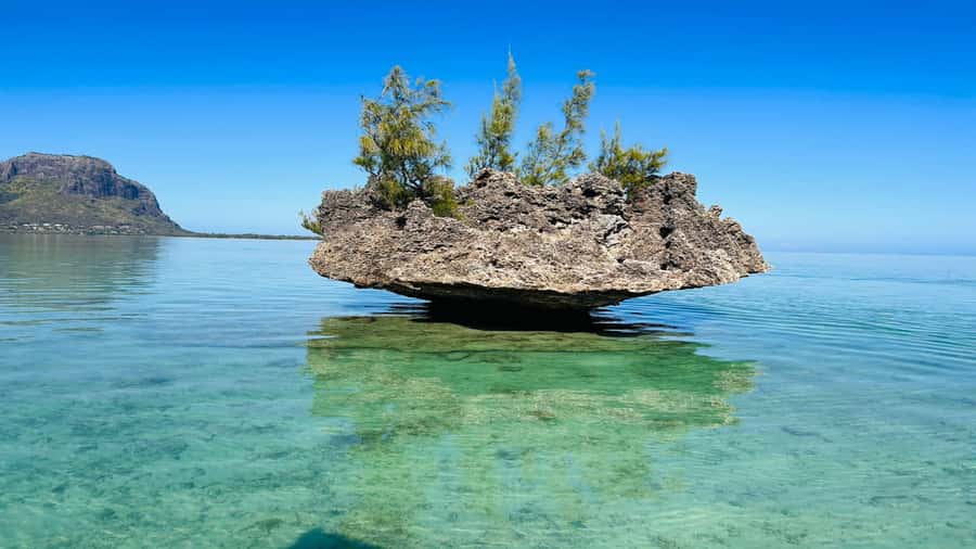 Whale & Dolphins Swimming - Private Speedboat Exclusive Tour - Reef snorkeling adds a second kind of marine encounter