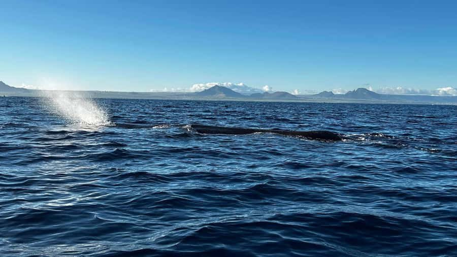 Whale & Dolphins Swimming - Private Speedboat Exclusive Tour - Breakfast and departure: start with the practical questions
