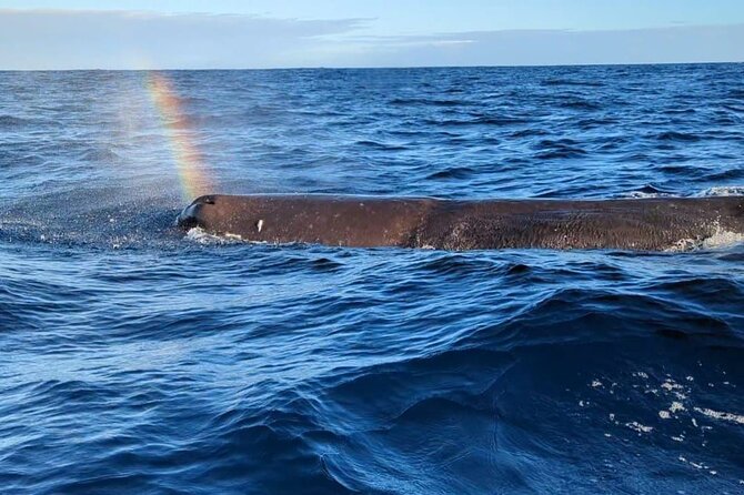 Whale Dream ltd - Whales watching and swim with dolphins - Key details before you book