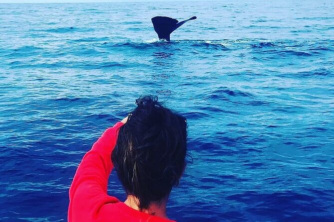 Whale Dream ltd - Whales watching and swim with dolphins - Why the 6 a.m. departure matters