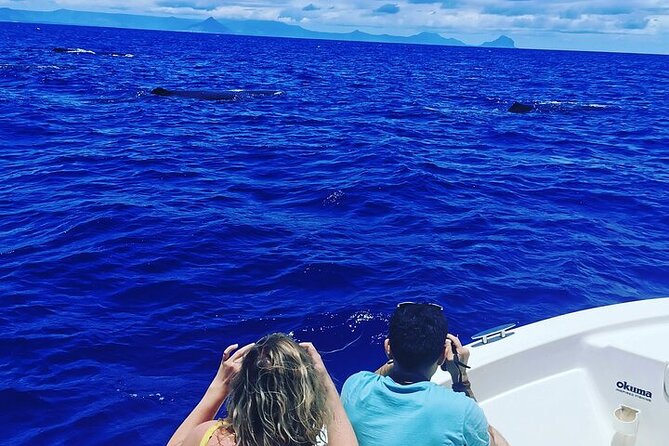 Whale Dream ltd - Whales watching and swim with dolphins - Setting out with a private boat