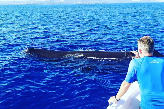 Whale Dream ltd - Whales watching and swim with dolphins - Understanding the no-swimming rule for whales