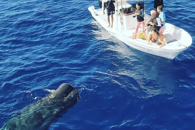 Whale Dream ltd - Whales watching and swim with dolphins - Meeting spinner and bottlenose dolphins
