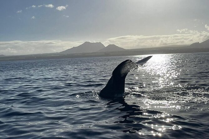 Whale Dream ltd - Whales watching and swim with dolphins - Snorkeling in the lagoon