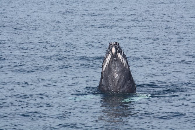 Whale Encounter Puerto Vallarta - The views you may see from the boat