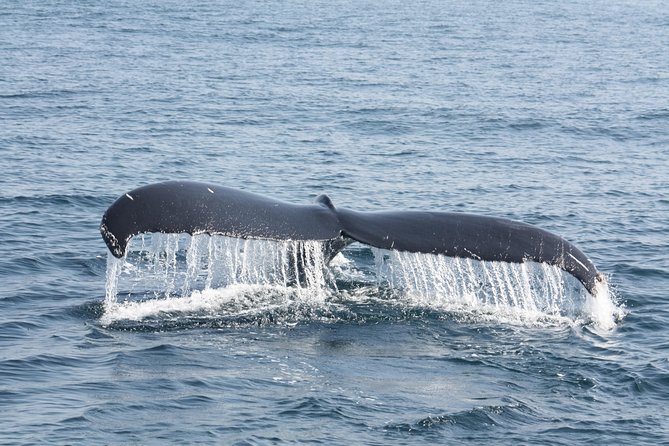 Whale Encounter Puerto Vallarta - Snacks, safety, and what to pack