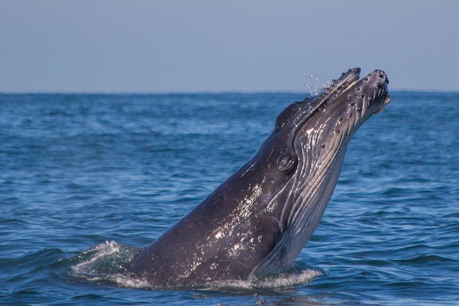 Whale Encounter Puerto Vallarta - The three-hour search for whales