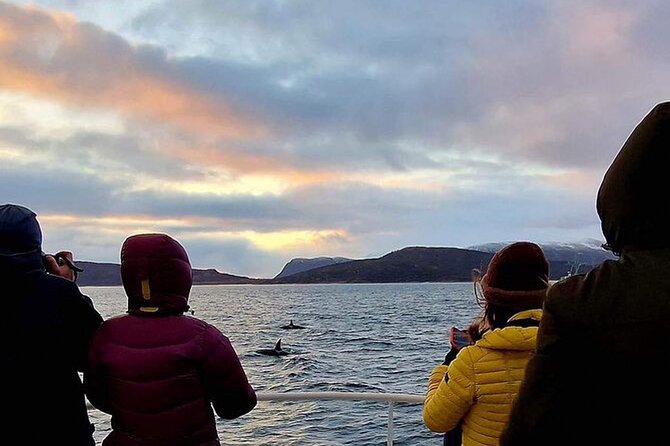 Whale Safari in Tromso - Key points before you book