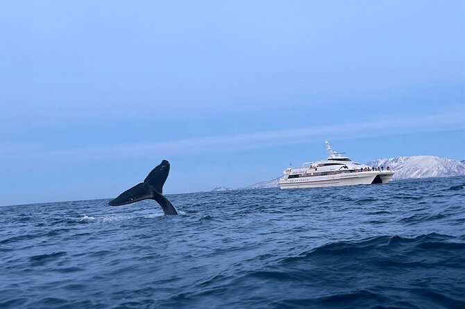 Whale Safari in Tromso - The long run toward Skjervøy
