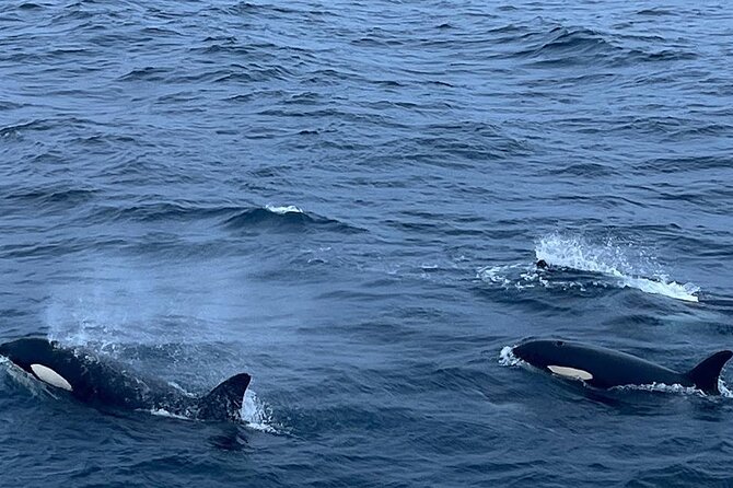 Whale Safari in Tromso - Finding orcas and humpback whales