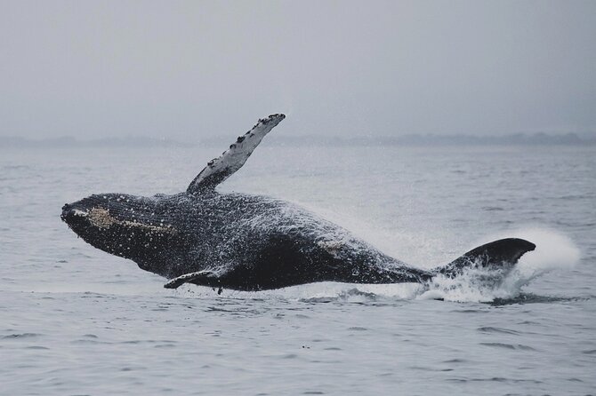 Whale Safari in Tromso - Guides who make the ride worthwhile