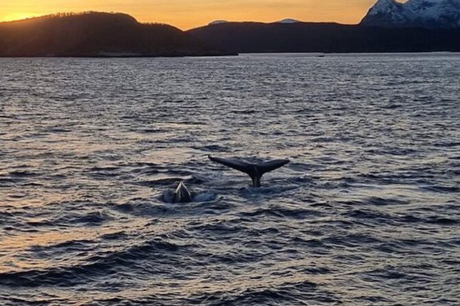 Whale Safari in Tromso - Deck space, seating, and the view problem