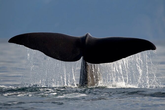 Whale Safari in Tromso - Food, drinks, WiFi, and the small comforts