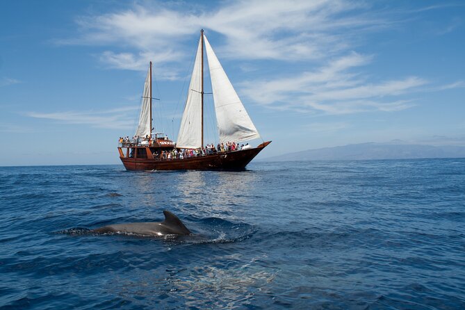 Whale Safari to Los Gigantes with pickup from North - Key things to know before booking