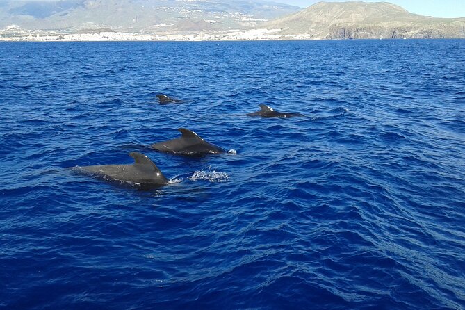 Whale Safari to Los Gigantes with pickup from North - Price, group size, and what you receive