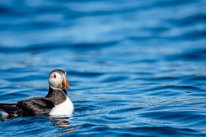 Whale safari with Puffins and Muffins (Andøy, Vesterålen) - Why Bleik makes a strong starting point