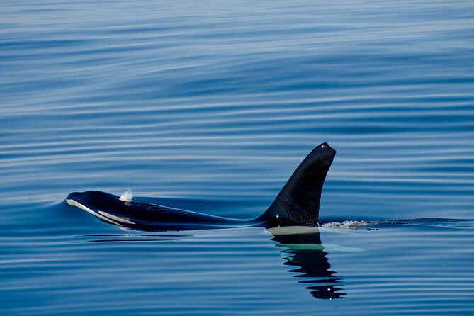 Whale safari with Puffins and Muffins (Andøy, Vesterålen) - Puffins add color and variety