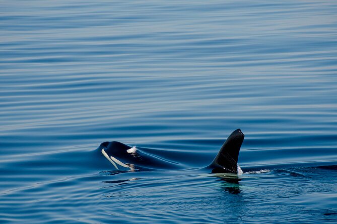 Whale safari with Puffins and Muffins (Andøy, Vesterålen) - What the small group means for you