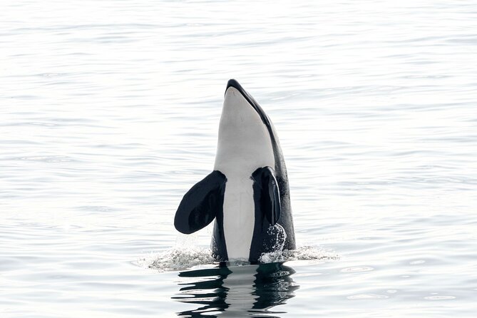 Whale safari with Puffins and Muffins (Andøy, Vesterålen) - Price and value at $205.13