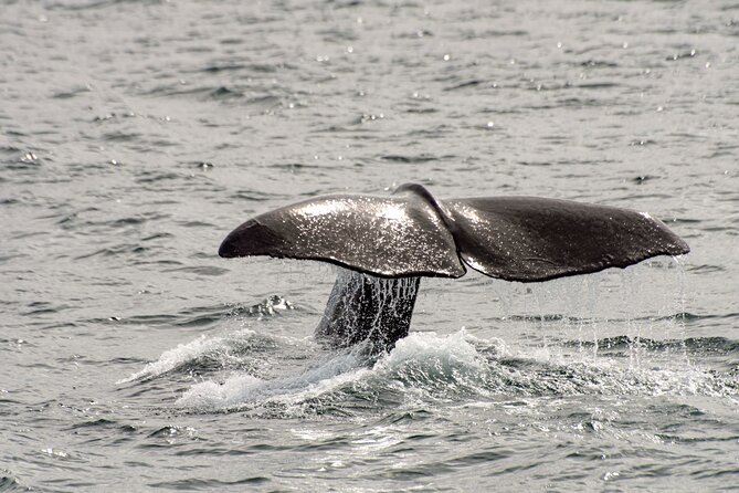 Whale safari with Puffins and Muffins (Andøy, Vesterålen) - How to prepare for the three-and-a-half-hour outing