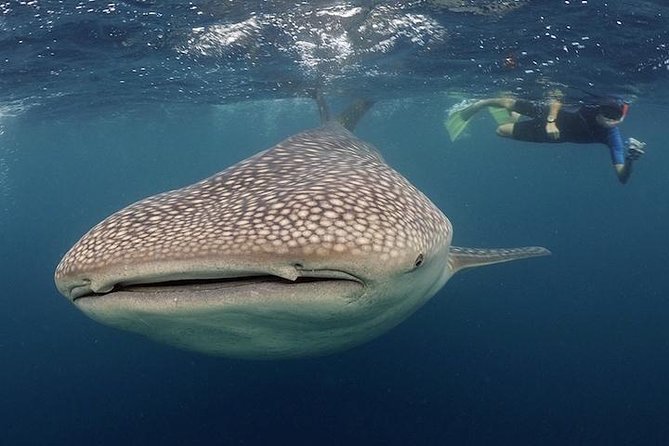 Whale-Shark Snorkeling Excursion to La Paz - Why this La Paz whale-shark trip is different