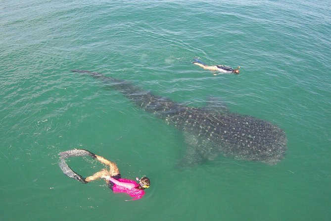 Whale-Shark Snorkeling Excursion to La Paz - What the whale-shark encounter feels like