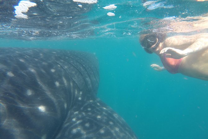 Whale-Shark Snorkeling Excursion to La Paz - Lunch after the water activity