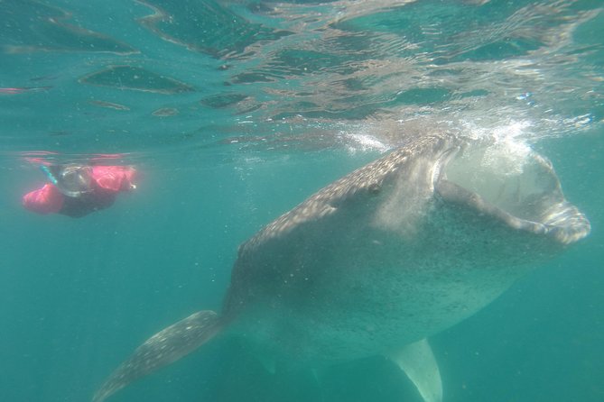Whale-Shark Snorkeling Excursion to La Paz - The Todos Santos stop on the way back