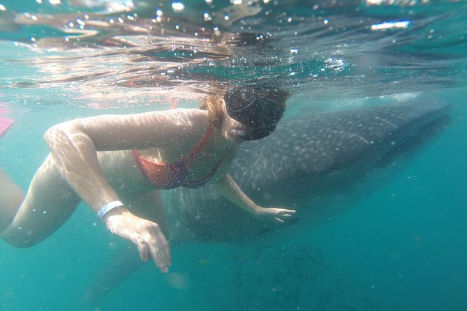 Whale-Shark Snorkeling Excursion to La Paz - The price, group size, and overall value