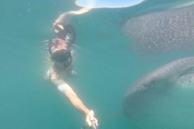 Whale-Shark Snorkeling Excursion to La Paz - Who will enjoy this day most