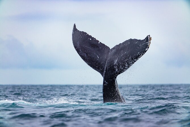 Whale Tour, Arch, Professional Photos & Hydrophone - Listening to whales through the hydrophone